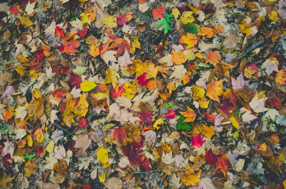 Free Image of Colorful autumn leaves covering the ground forming a vibrant carpet. 