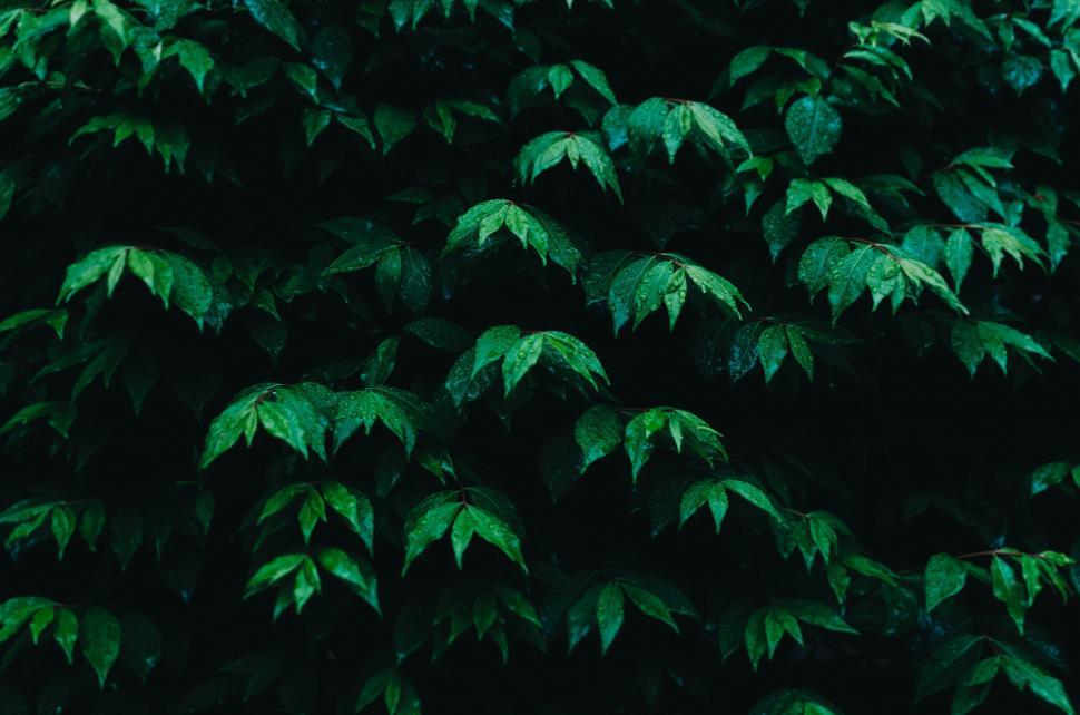 Free Image of Lush green leaves forming a dense natural foliage background. 