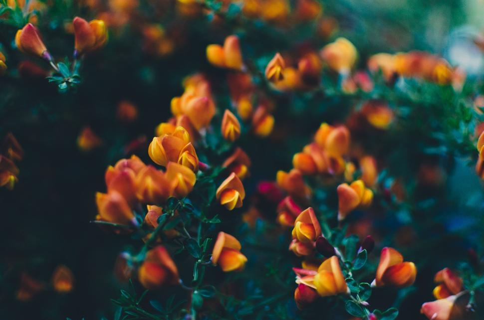 Free Image of Close-up of yellow-orange flowers blooming with detailed petals 