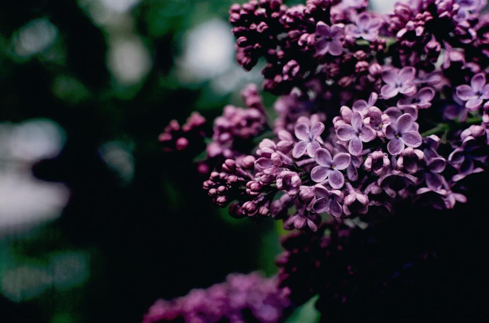 Free Image of Close-up of vibrant purple lilacs blooming amidst lush green foliage. 