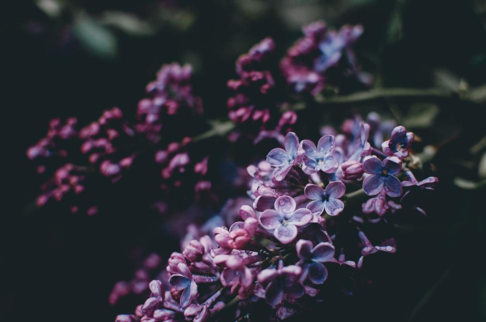 Free Image of Beautiful close-up of purple lilac flowers in full bloom. 