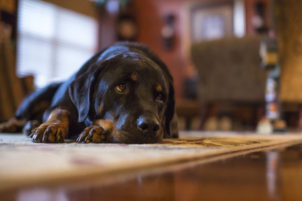 Free Image of Rottweiler dog lying on a rug inside a warm and inviting home 