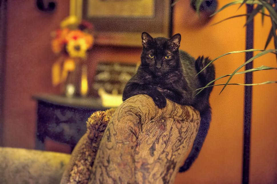 Free Image of Elegant black cat relaxing on vintage patterned sofa indoors 