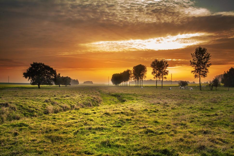 Free Image of Sunset over a tranquil field with trees lining the horizon, serene 