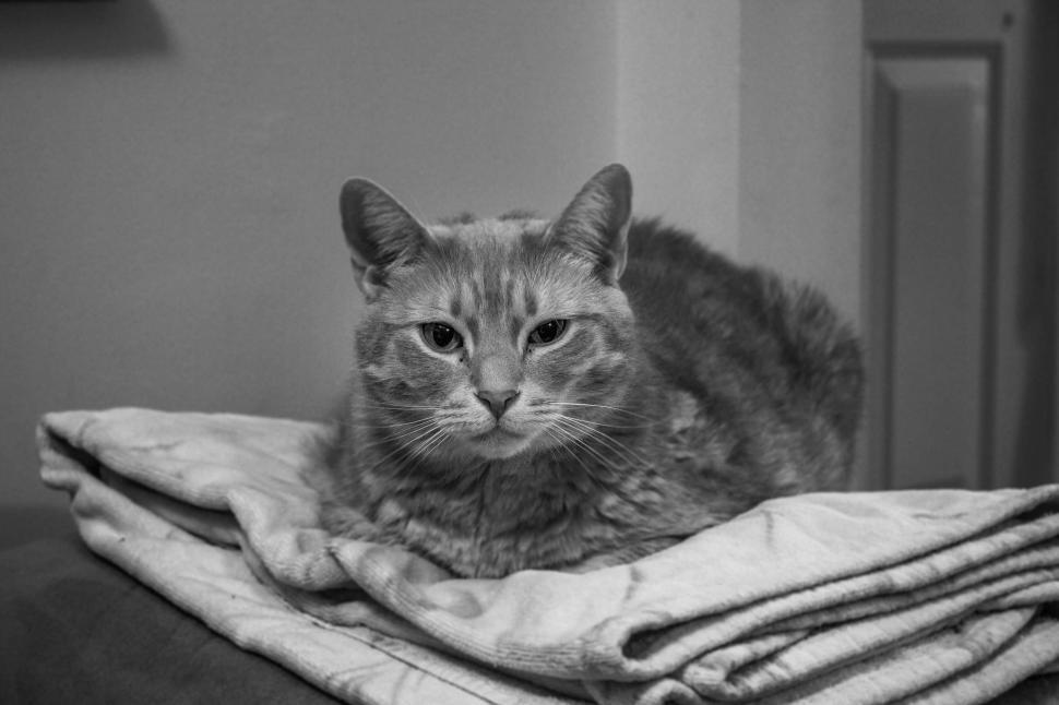 Free Image of Cat laying on blankets indoors, staring with intense expression 
