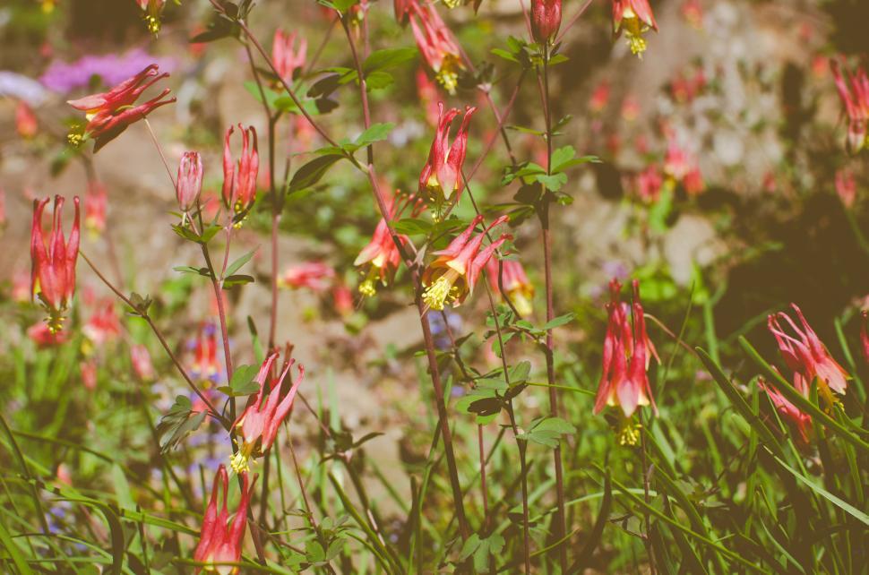 Free Image of Close-up of blooming wildflowers in a sunlit meadow setting 