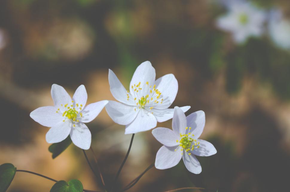 Free Image of White flowers with yellow stamens in a close-up nature shot. 