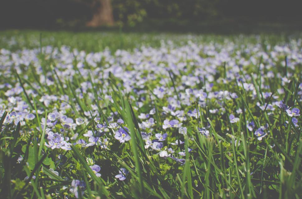 Free Image of Field of small purple flowers among green grass on a sunny day. 