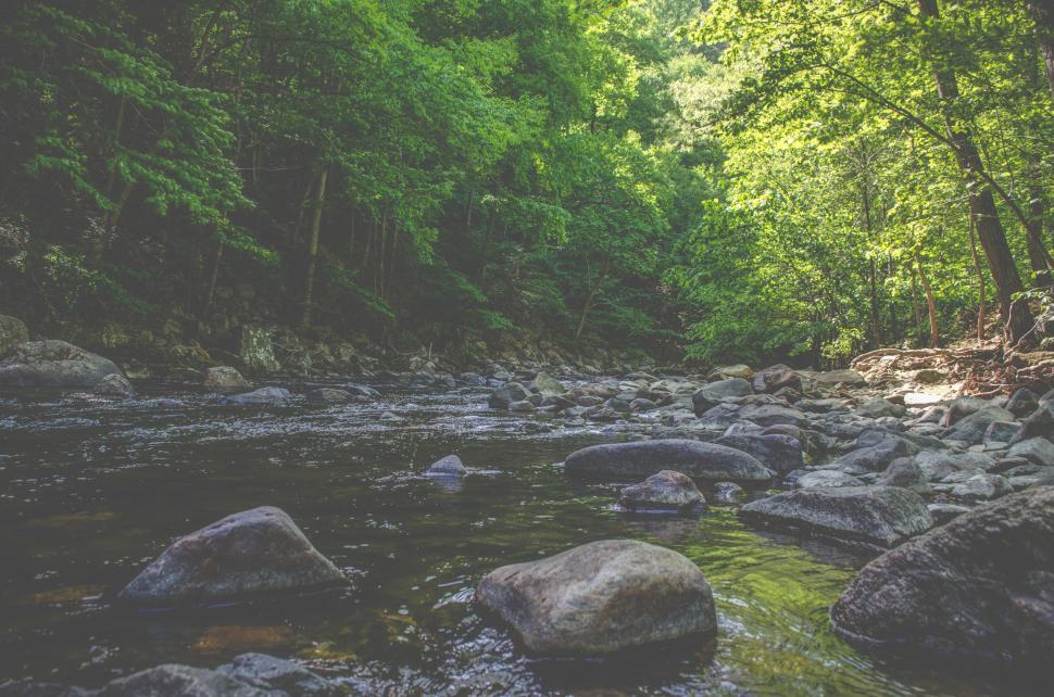 Free Image of Clear stream flowing through a rocky forest surrounded by trees. 