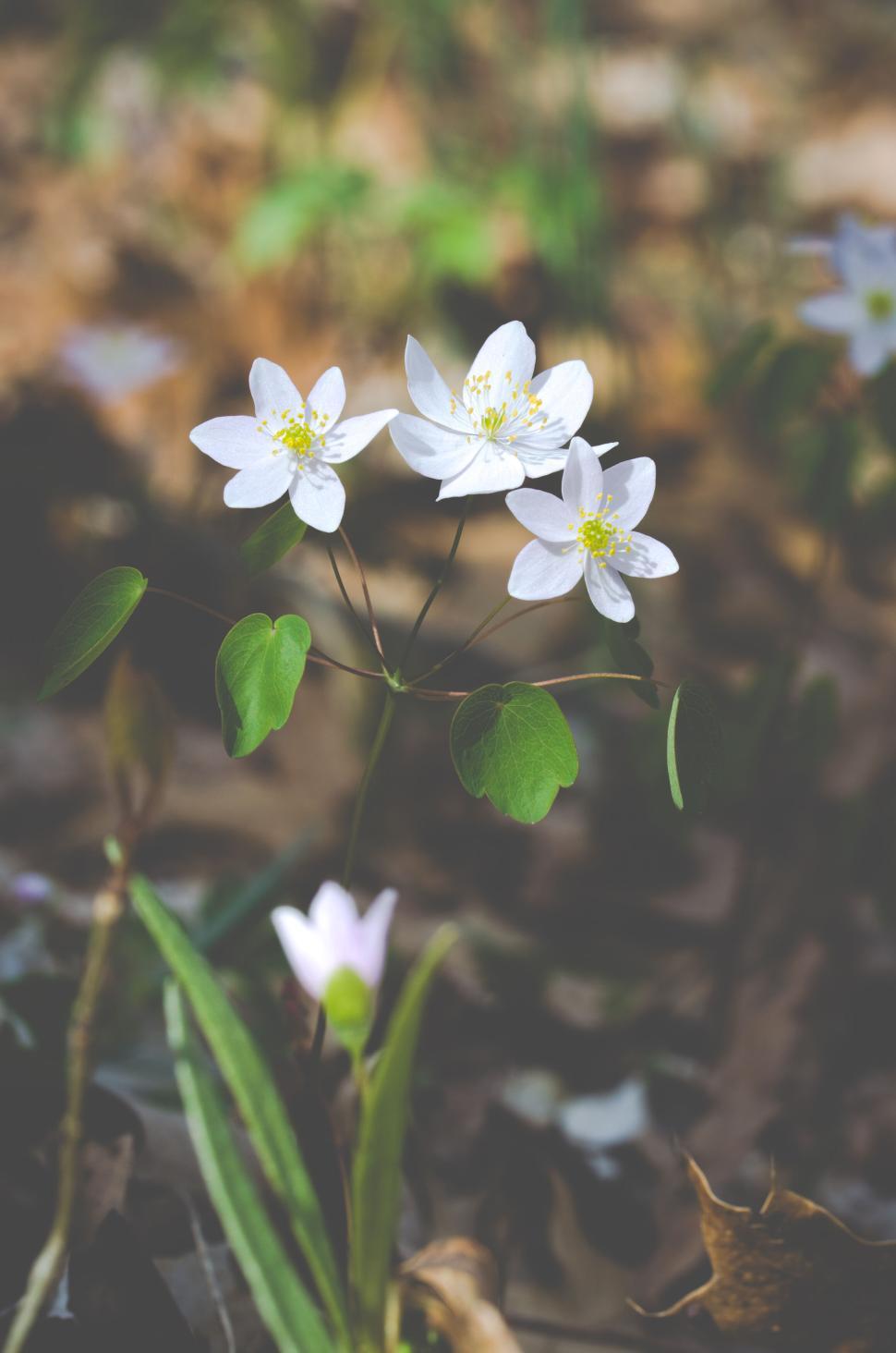 Free Image of Delicate white flowers blooming in a forest setting with greenery. 