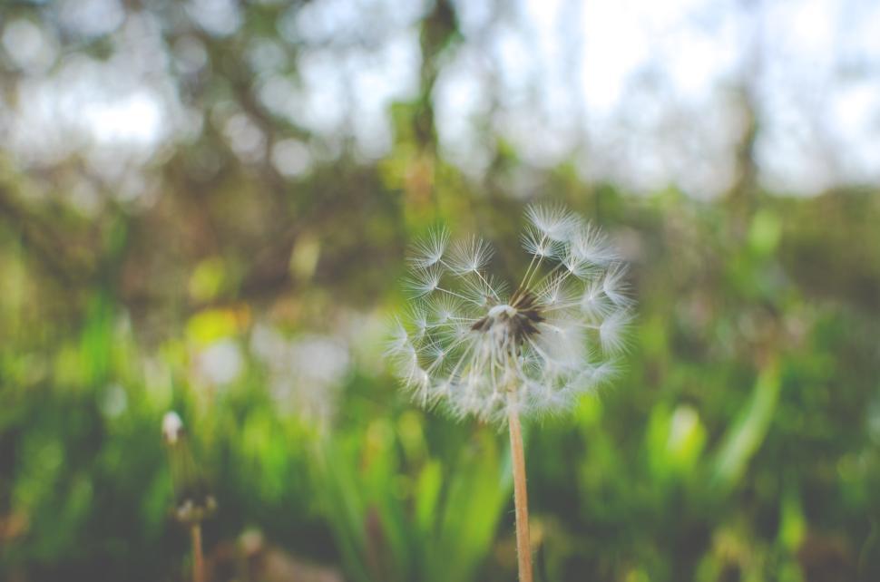 Free Image of Close-up of a dandelion in the midst of a lush spring meadow. 