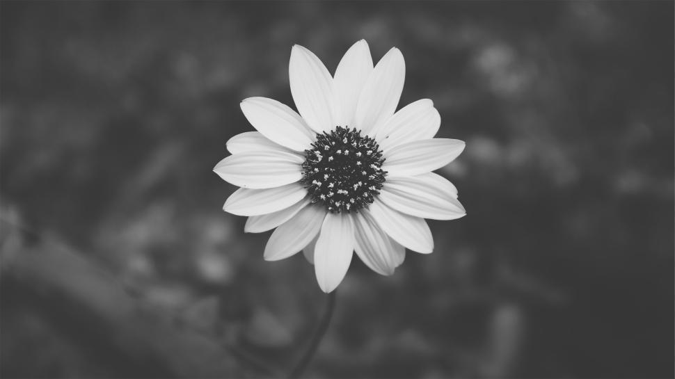 Free Image of Black and white photograph of a single daisy flower in full bloom. 