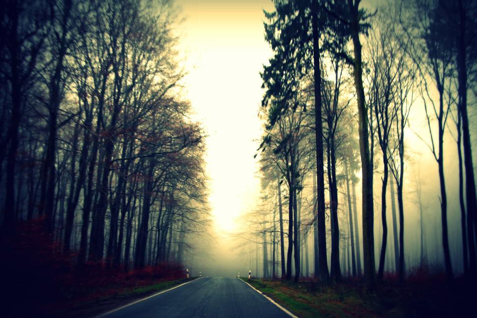 Free Image of Foggy forest road with tall trees creating a mystic atmosphere. 