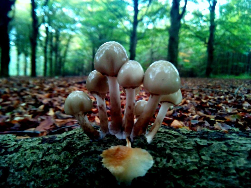 Free Image of Close-up of mushrooms on a log amidst a forested floor of leaves. 