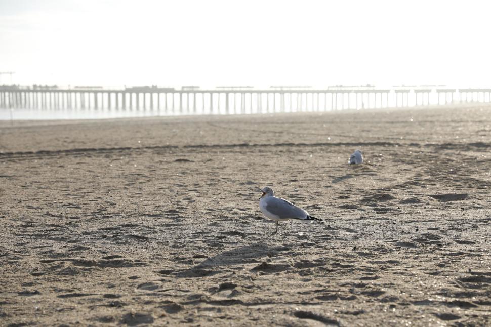 Free Image of Seagulls resting on tranquil sandy beach with blurry pier behind 