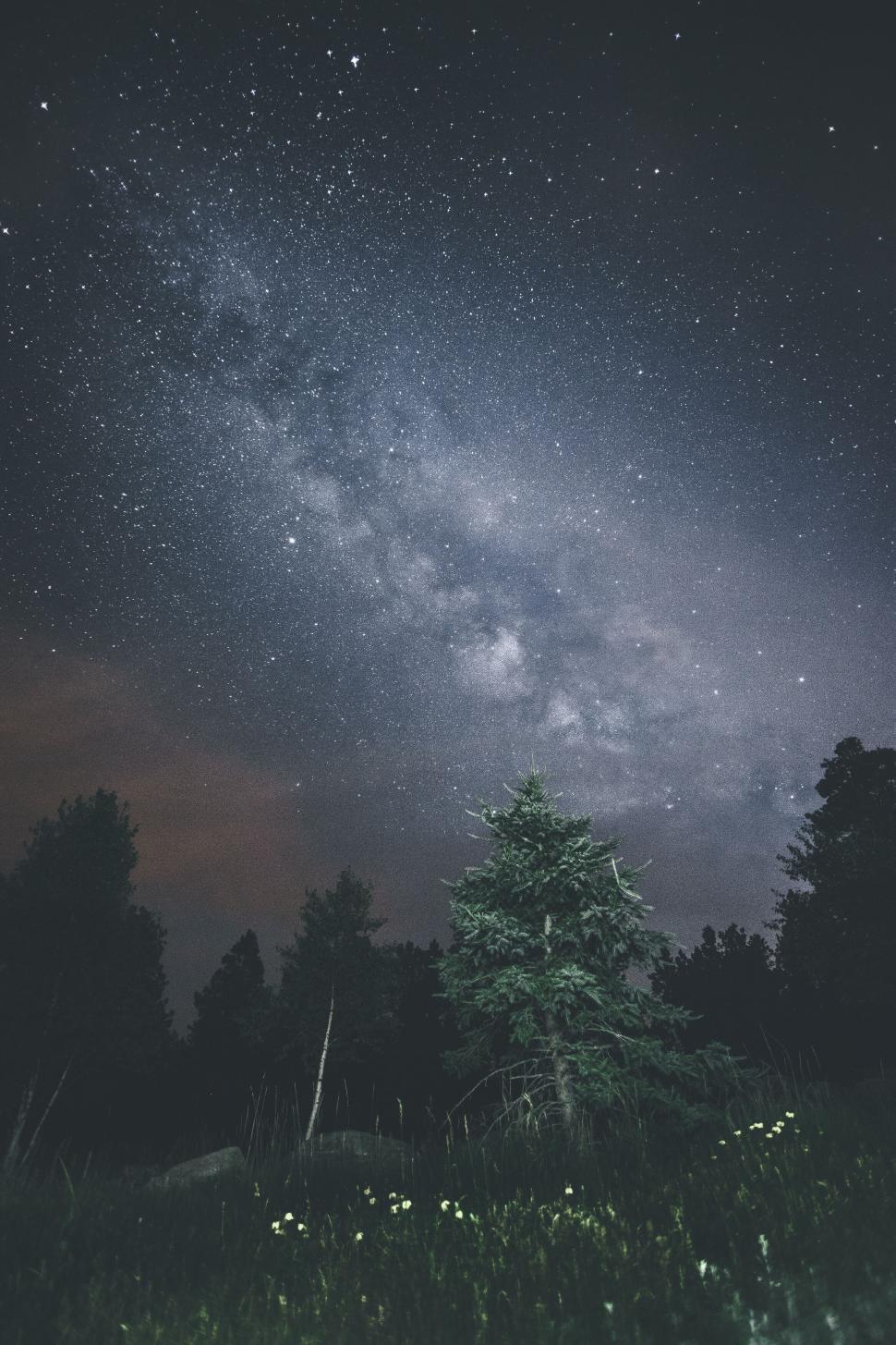 Free Image of Stunning night sky with Milky Way above a serene forest landscape 
