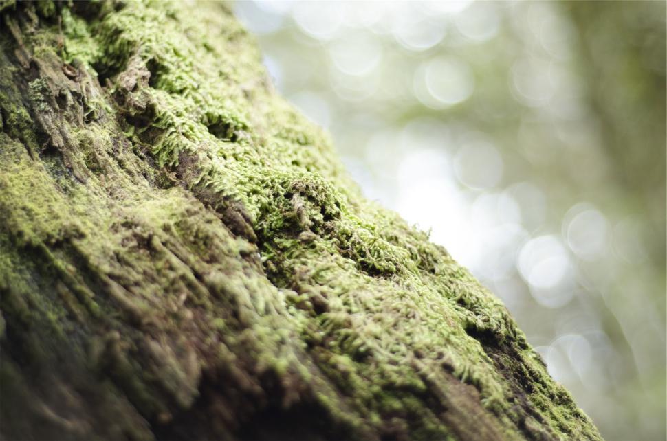 Free Image of Close-up of green moss growing on a tree trunk in a forest. 