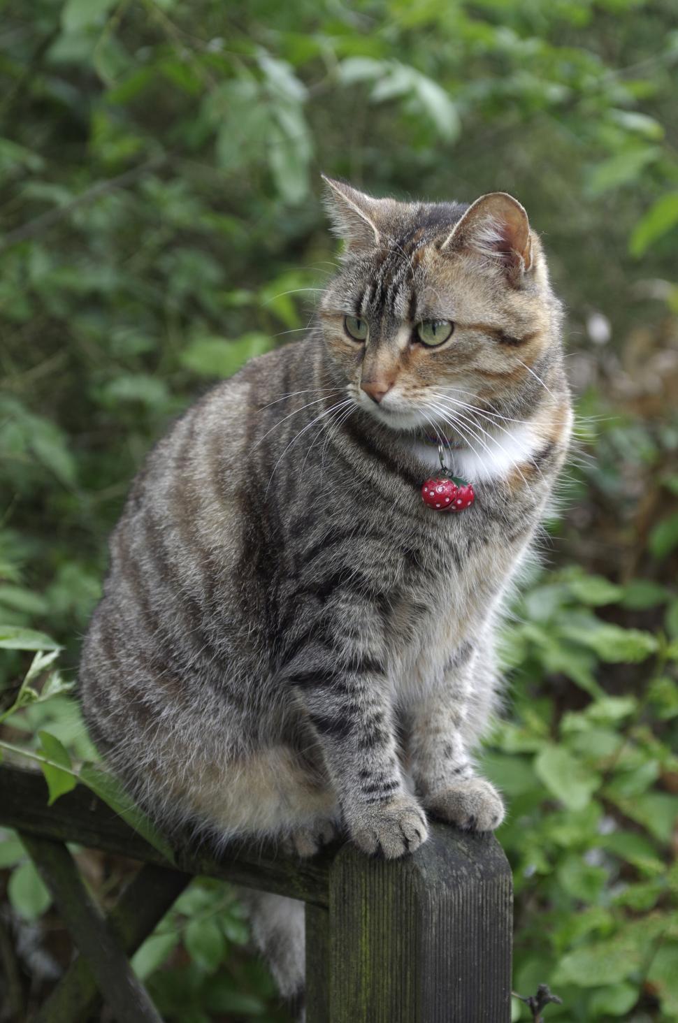 Free Image of Tabby cat with a red collar sitting on a wooden post outdoors. 