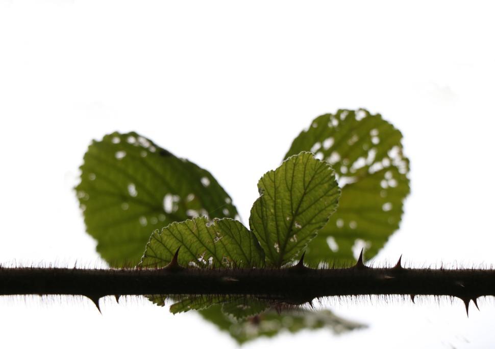 Free Image of Close-up of Prickly Thorn and Green Leaves in Sharp Focus 