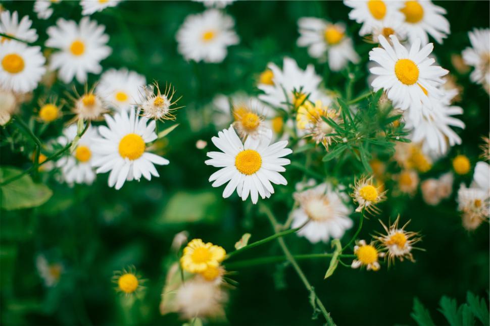 Free Image of A Bunch of Blooming Daisies with White Petals and Yellow Centers 