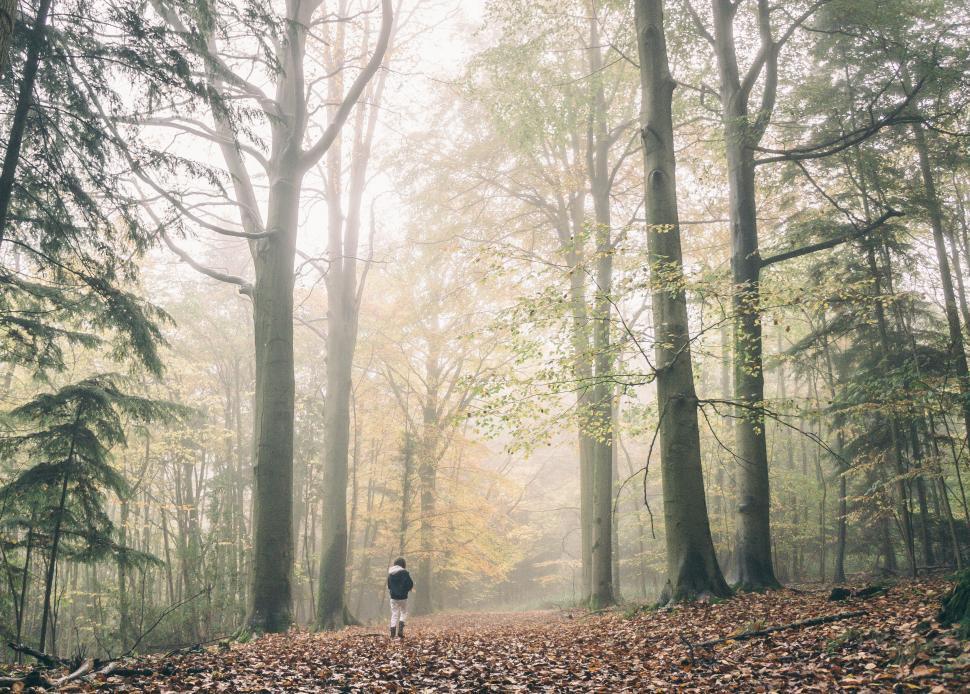 Free Image of Person Walking Alone in a Misty Forest with Tall Green Trees 