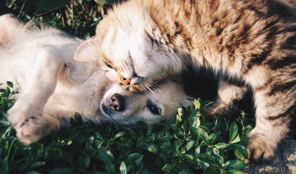 Free Image of Cat affectionately nuzzling a dog laying on green grass. 