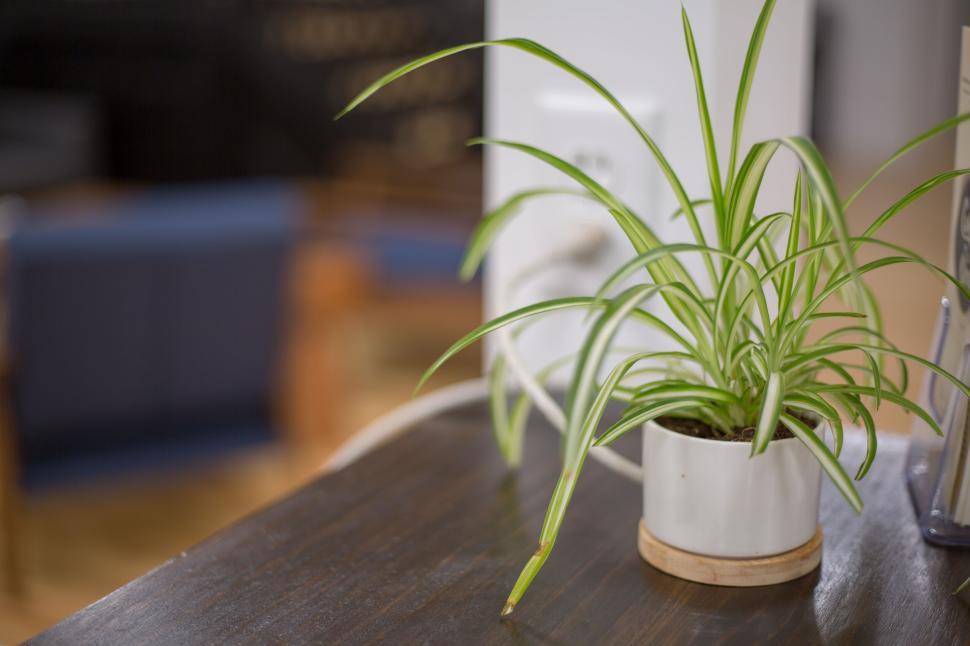 Free Image of Vibrant Green Indoor Plant in White Pot on Dark Wooden Surface 