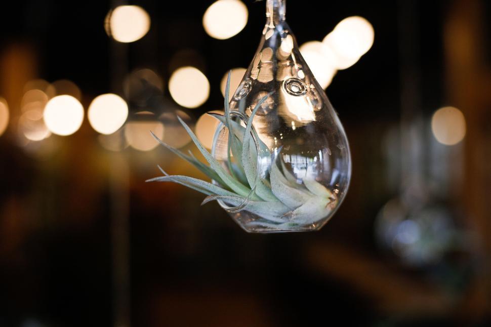 Free Image of Hanging glass terrarium with succulent against bokeh background. 