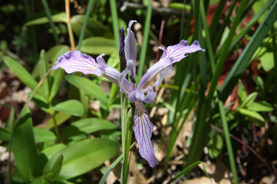 Free Image of Wild Iris2 
