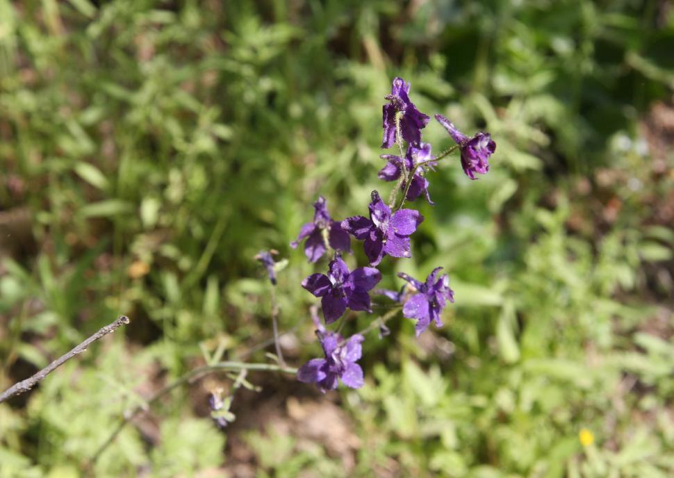 Free Image of Larkspur 