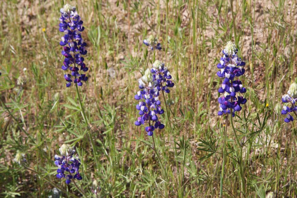 Free Image of Lupine 