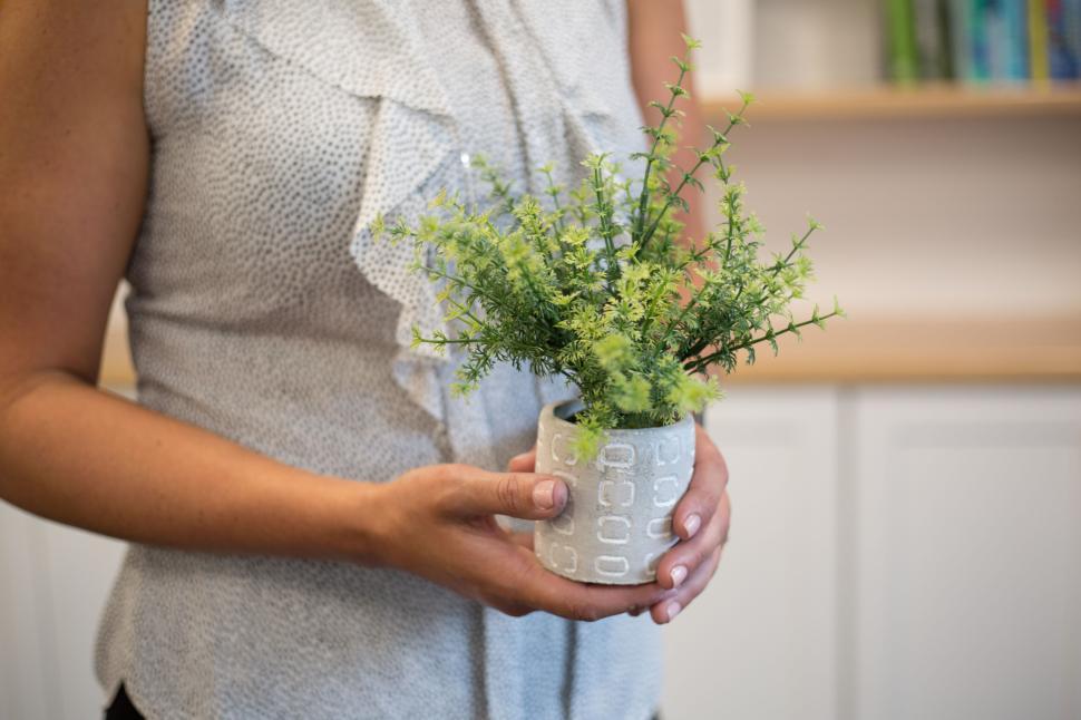 Free Image of Person holding small potted plant in a cozy, well-lit environment 