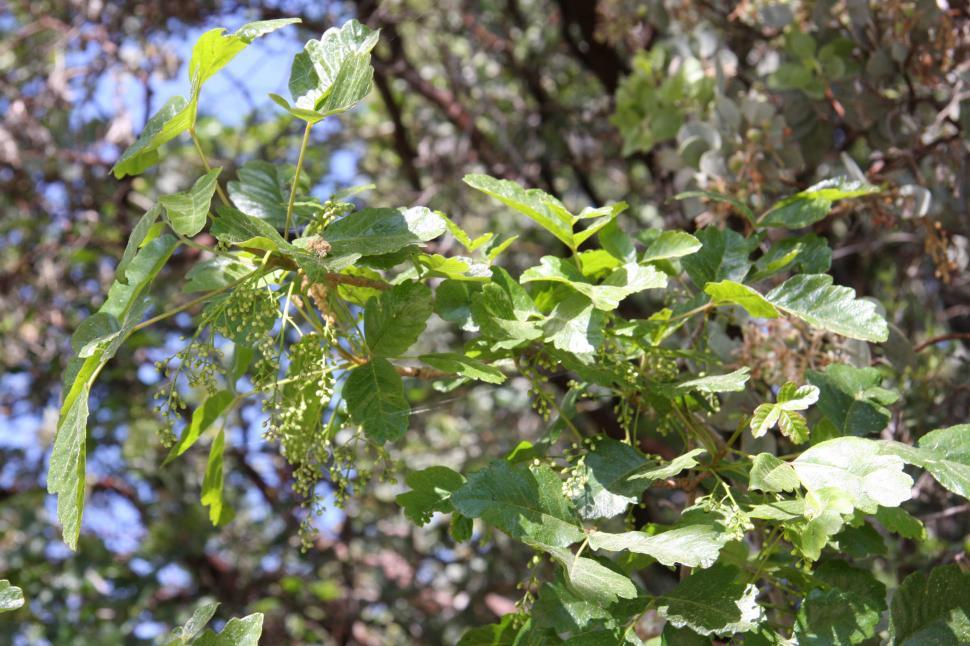 Free Image of Poison Oak 