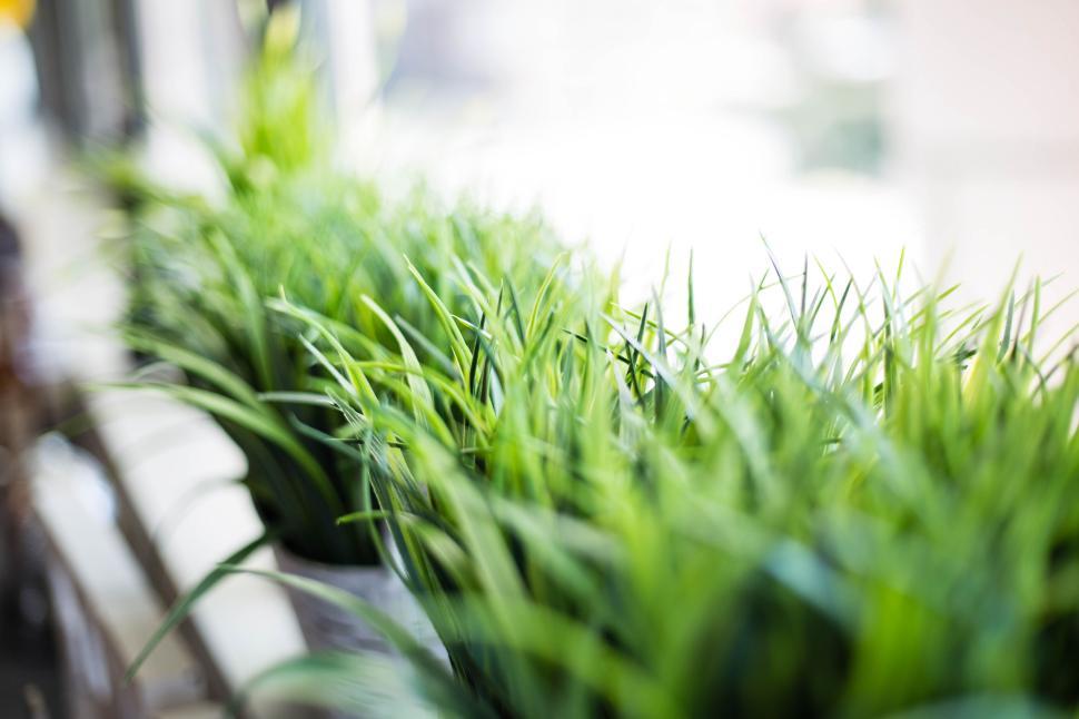 Free Image of Green plants growing in a row near a sunny window with a blurry view 
