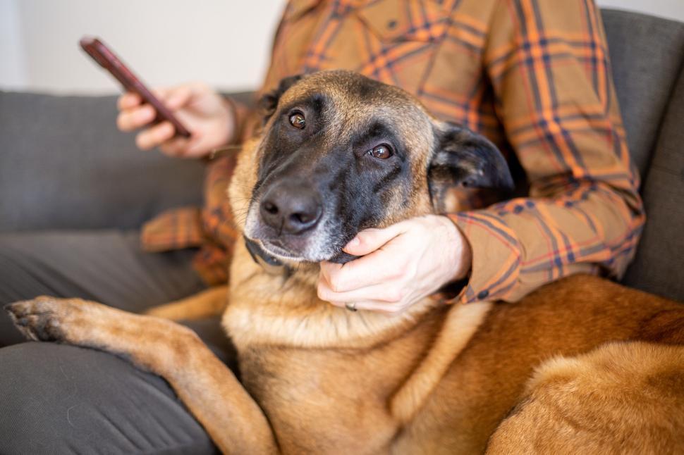 Free Image of Person holding dog closely while using phone on a couch indoors. 