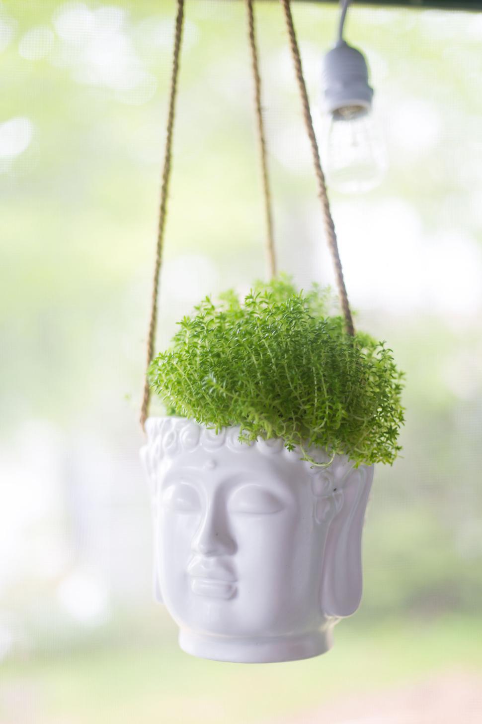 Free Image of Elegant white hanging planter with fresh green foliage indoors 