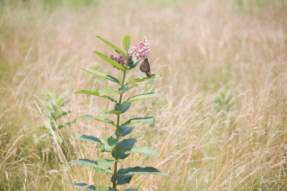 Free Image of Butterfly on a flowering plant in a grassy meadow 
