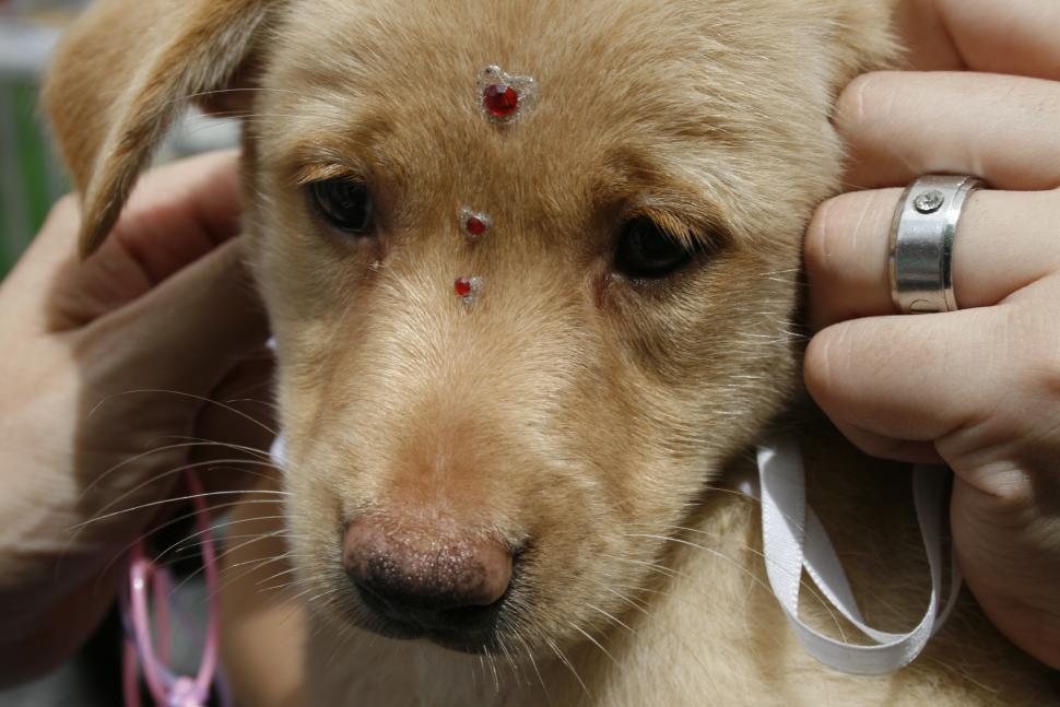 Free Image of Cute Dogs  