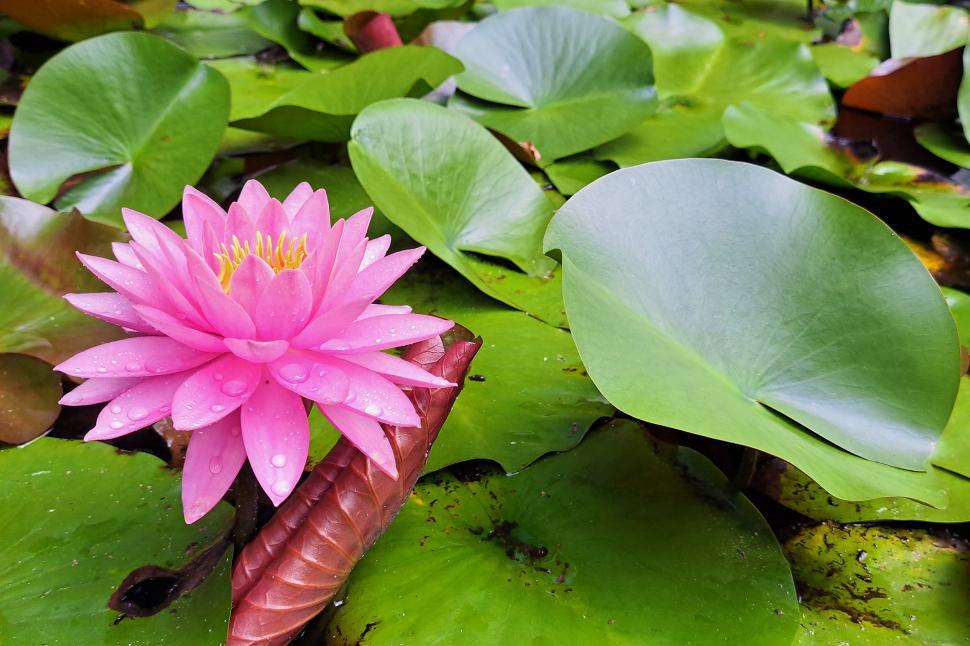 Free Image of Pink Water Lily Flower with Water Drops 