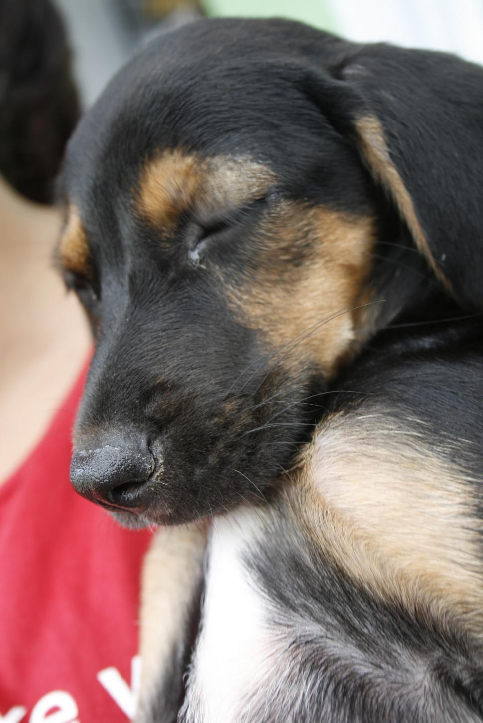 Free Image of Cute Dogs  