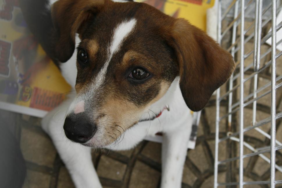Free Image of Cute Dogs  