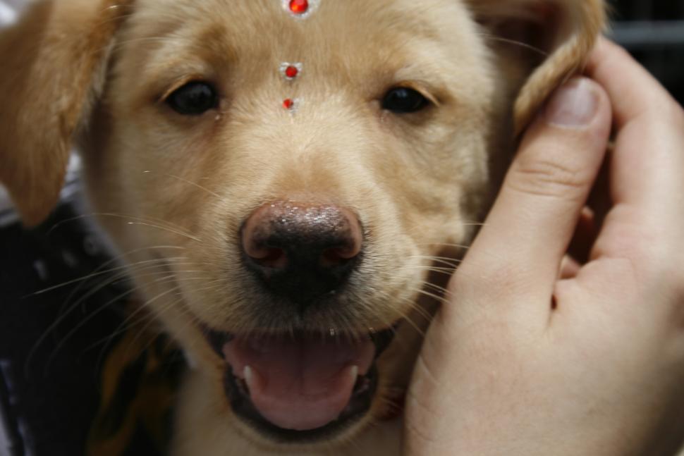 Free Image of Cute Dogs  