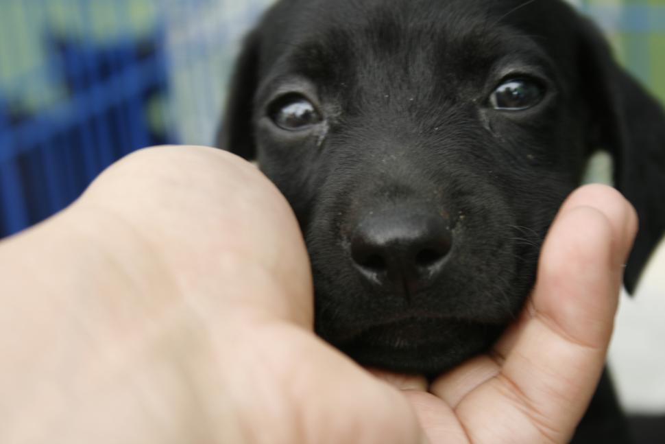 Free Image of Cute Dogs  