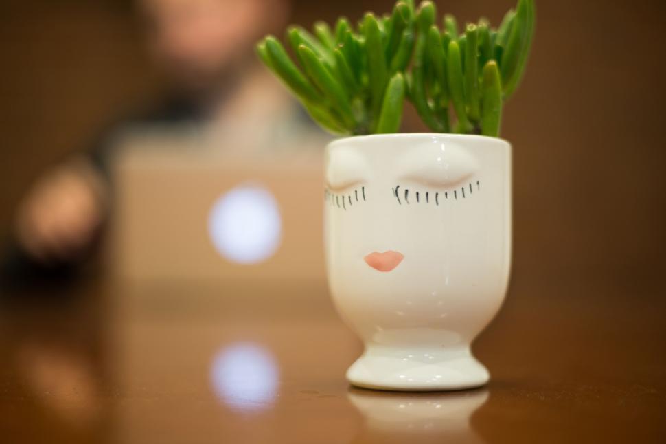 Free Image of Succulent plant in decorative white pot on wooden table indoors. 