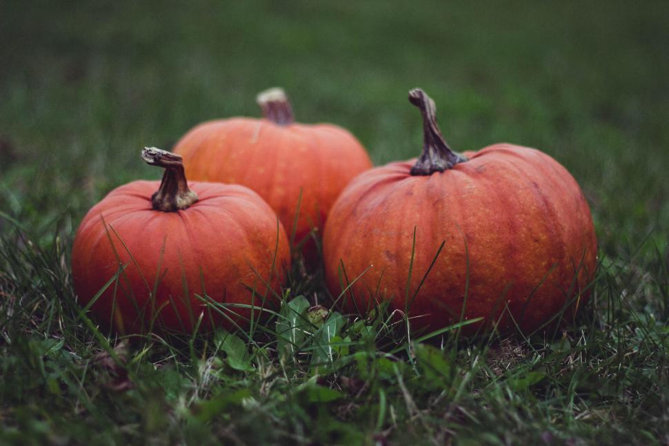 Free Image of Three pumpkins on green grass showcasing the rustic autumn feel 