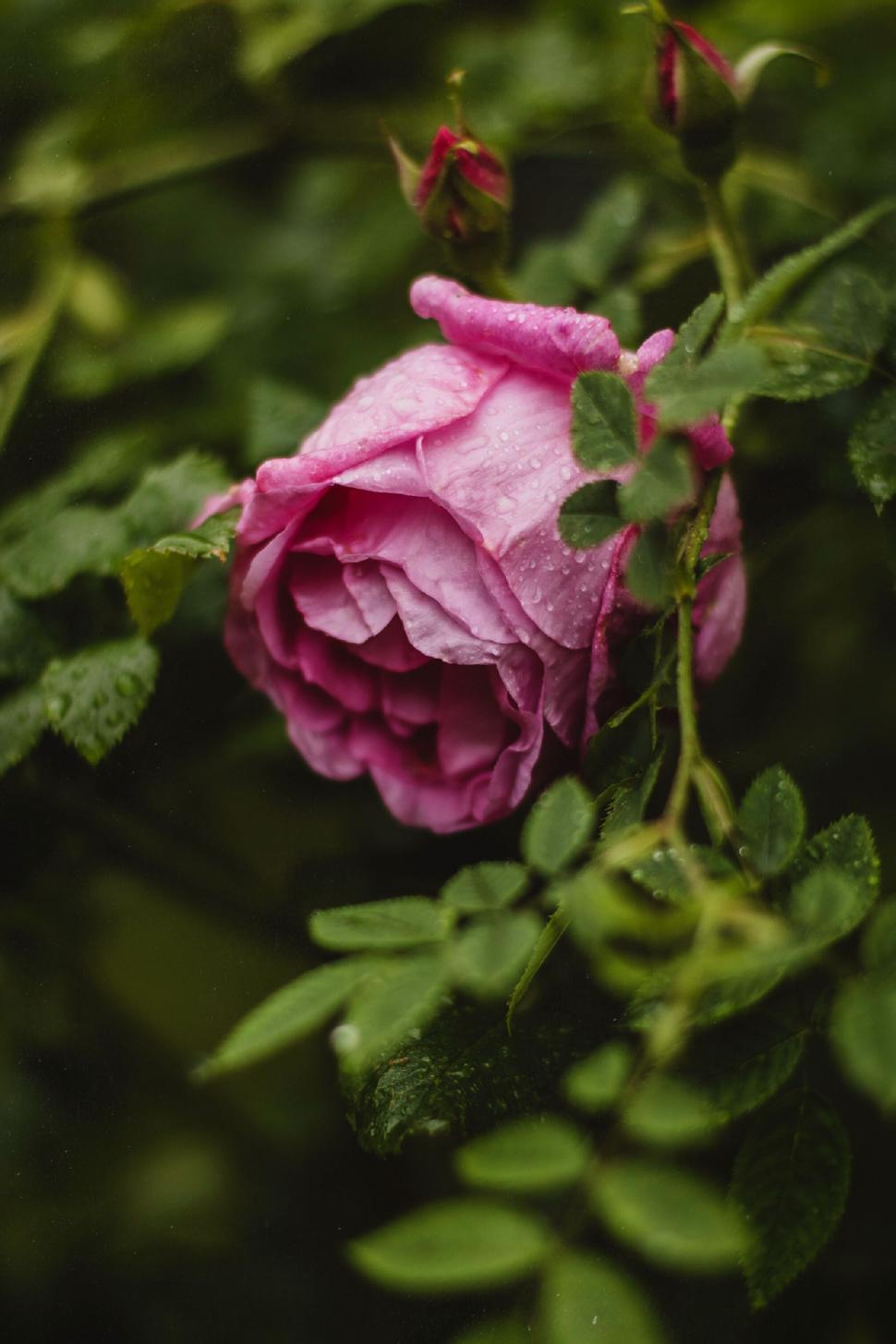 Free Image of Close-up of a pink rose with wet petals showing natural beauty 