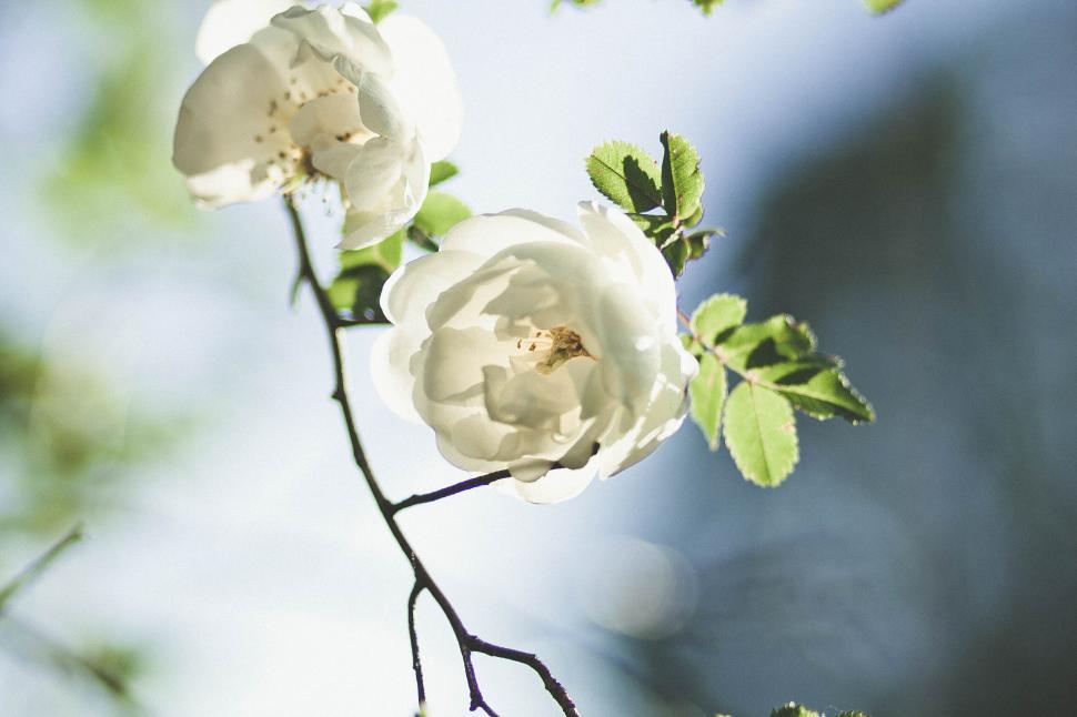 Free Image of White flowers glowing in sunlight capturing the essence of spring 