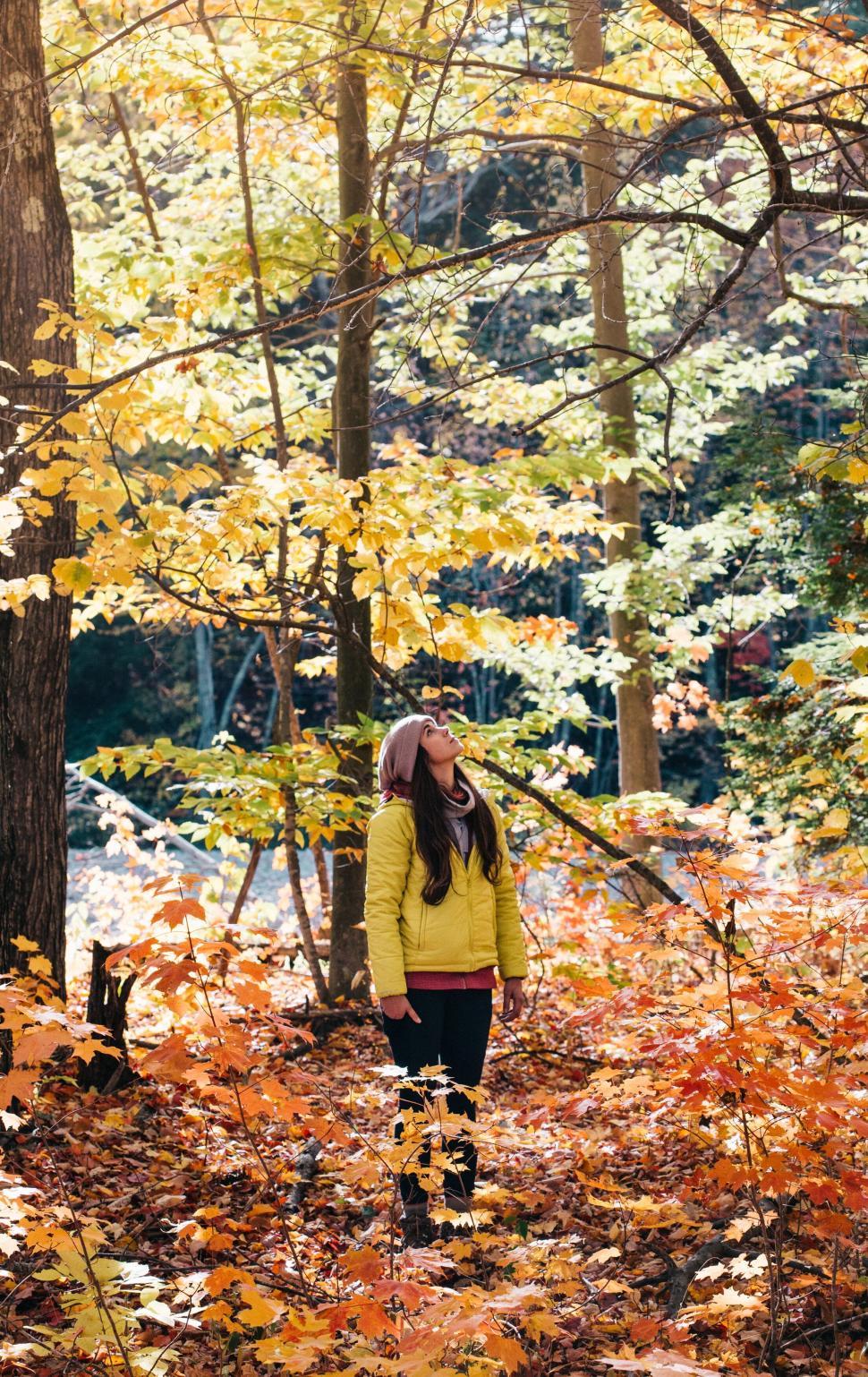 Free Image of Woman admiring autumn foliage in a serene forest landscape 