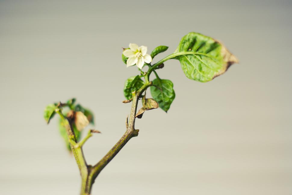 Free Image of Small white flower blooming on a leafy green plant branch. 