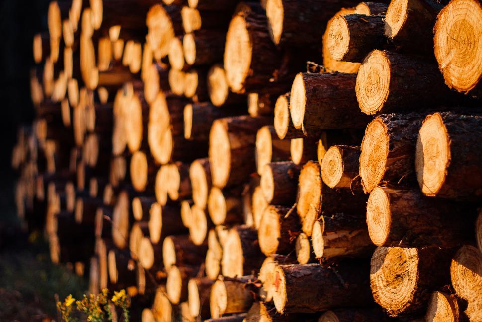 Free Image of Stack of cut logs in a forest, illuminated by the sun s rays. 